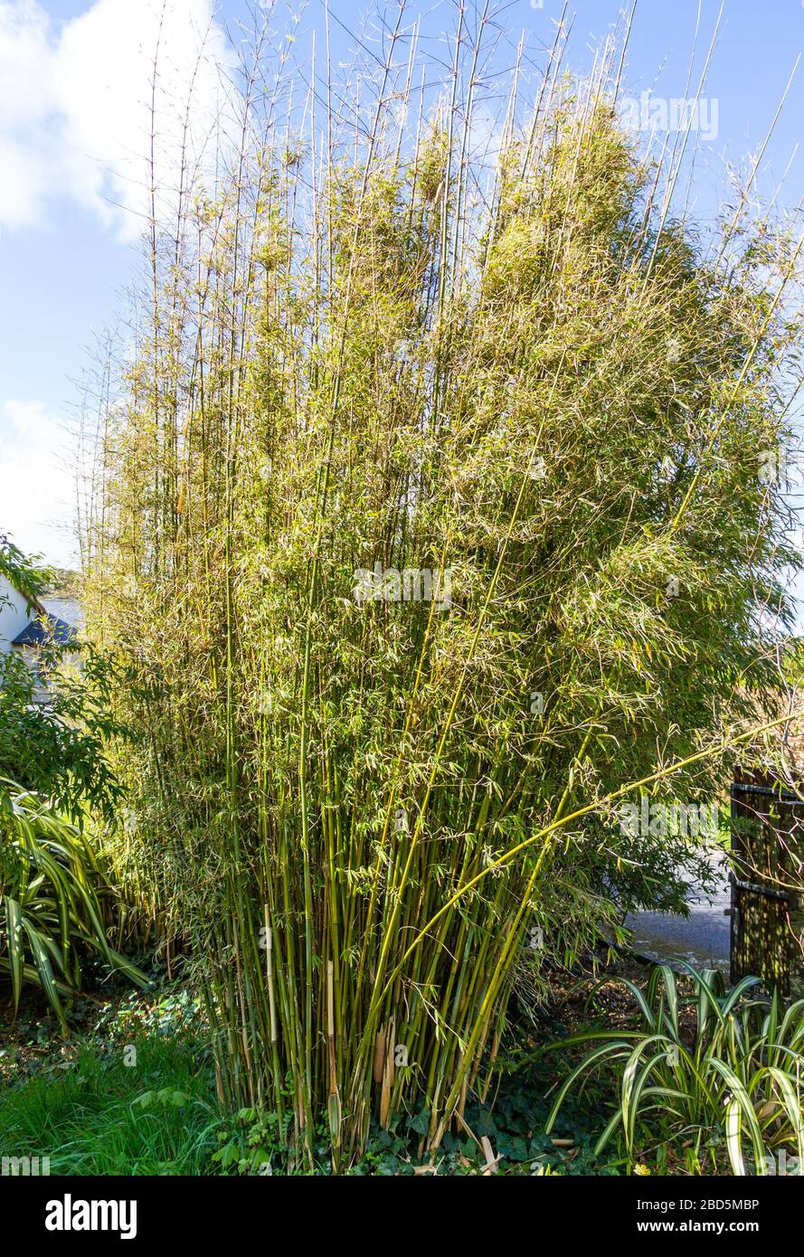 Bamboo growing in domestic garden Ireland Stock Photo
