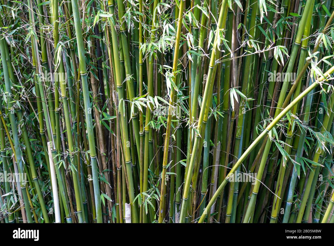 Bamboo growing in domestic garden Ireland Stock Photo Alamy