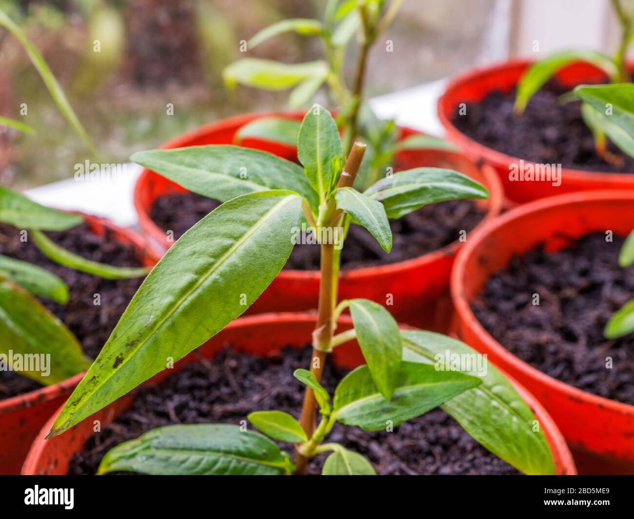 Vietnamese coriander mint persicaria odorata hires stock photography