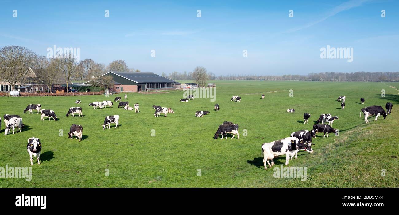 black and white cows under blue sky in dutch green grassy meadow on sunny spring day Stock Photo