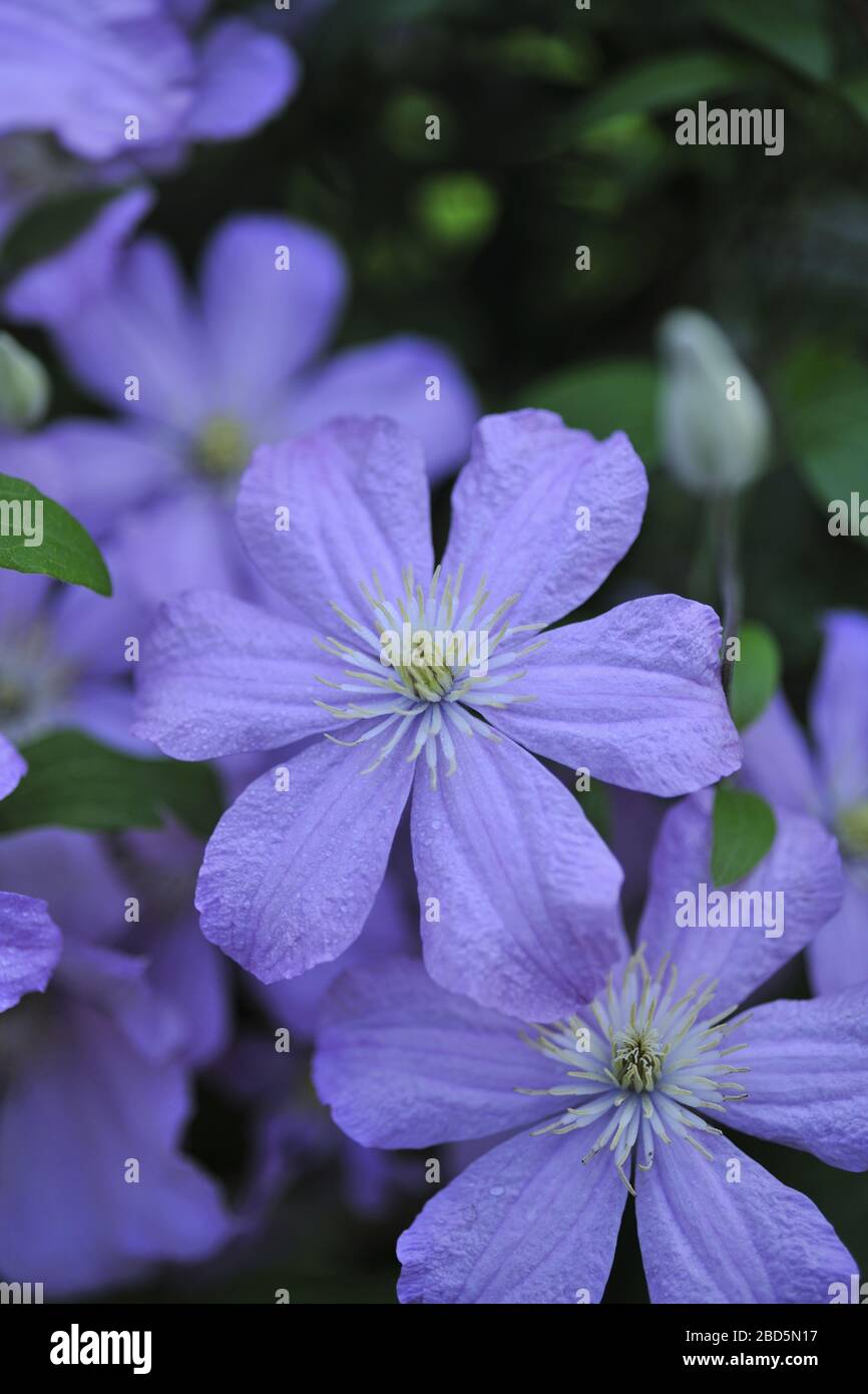 Chinese Clematis Taiwan Stock Photo Alamy