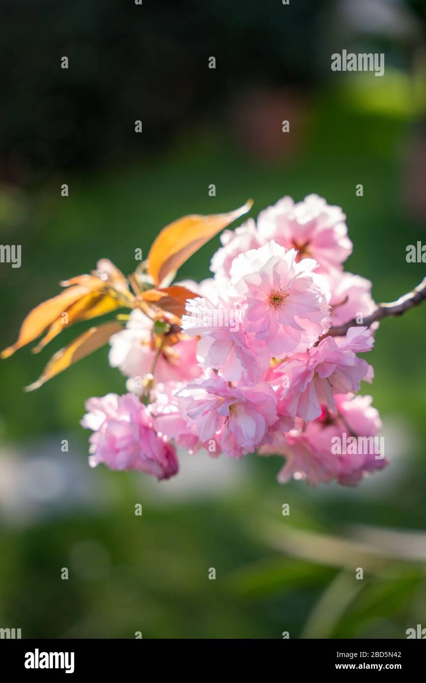 Sakura flowers macro hi-res stock photography and images - Alamy