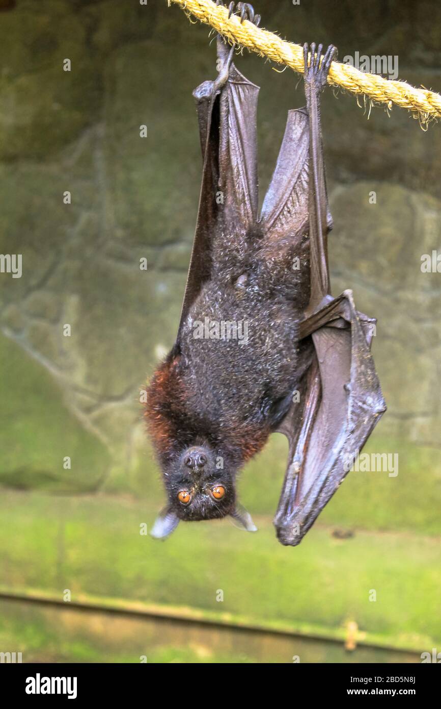 Fruit bat sleeping upside down, Wahlbergs epauletted, epomophorus wahlberg, is a species of megabat Pteropodidae in the family who lives in South Stock Photo