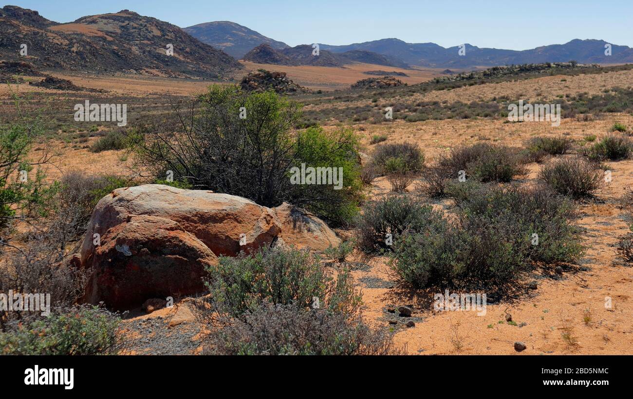 In the Goegap Nature Reserve, Springbok, Northern Cape, South Africa Stock  Photo - Alamy