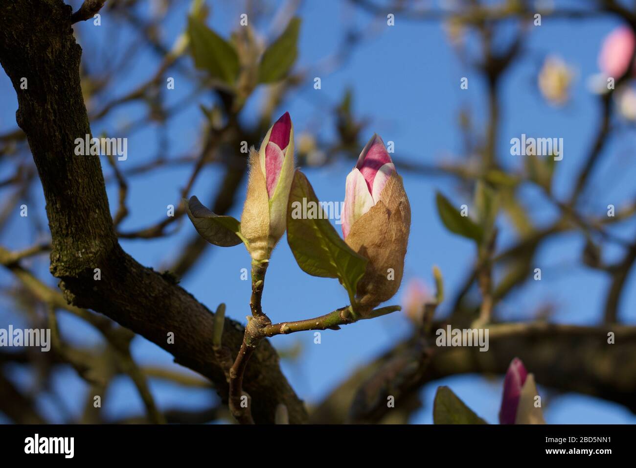 Two beautiful pink magnolia buds against blue sky in spring Stock Photo ...
