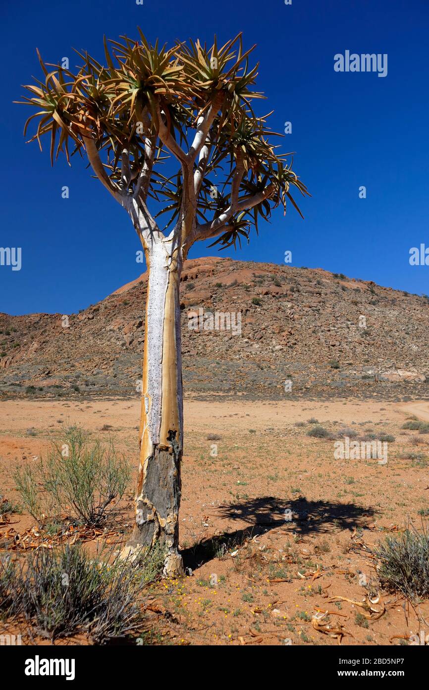In the Goegap Nature Reserve, Springbok, Northern Cape, South Africa Stock  Photo - Alamy