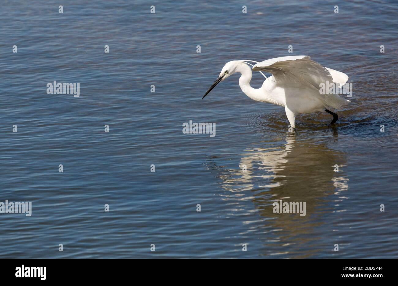 Little egret, Egretta garzetta, Quinta de Marim, Natural Park Ria Formosa, Algarve, Portugal Stock Photo