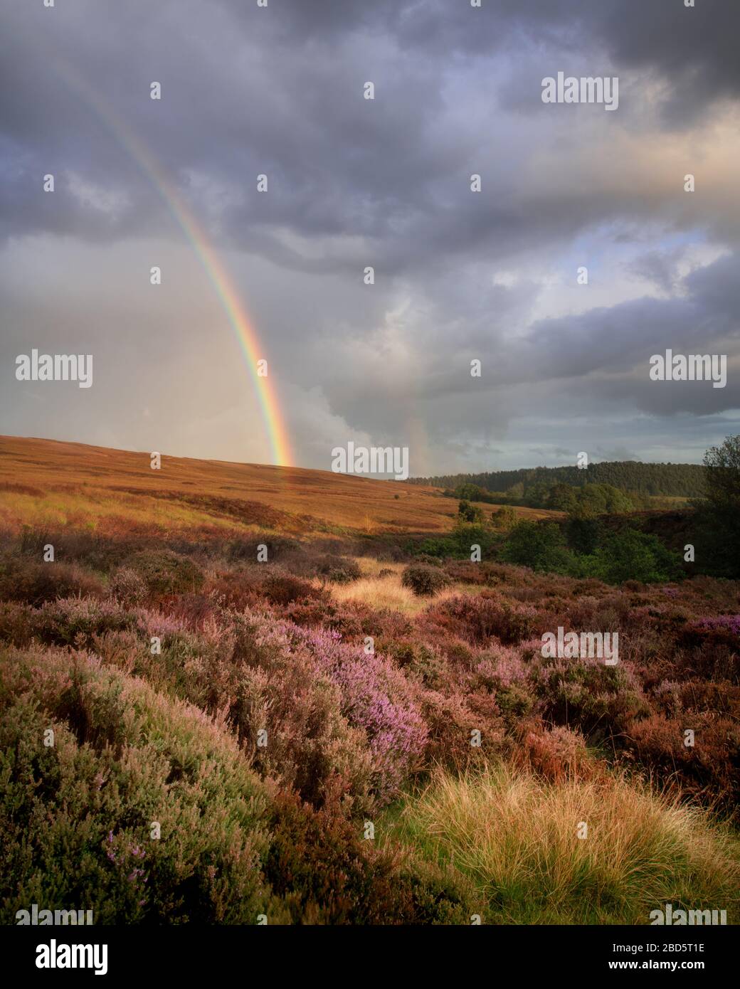 Rainbow over the purple heather Stock Photo