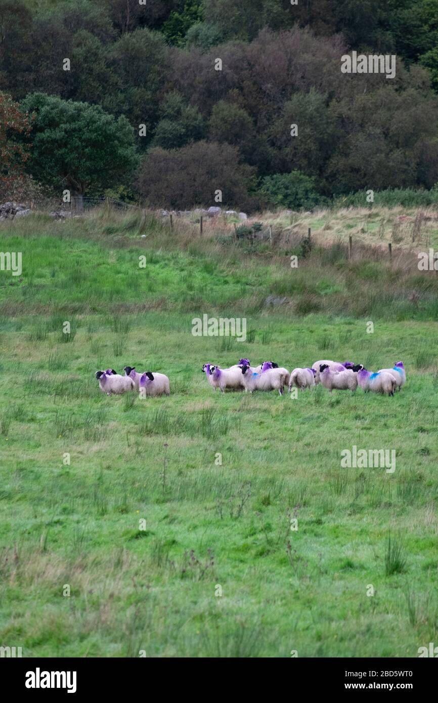 Flock of sheep with distinctive purple and blue markings in a field in Donegal; Ireland; Stock Photo