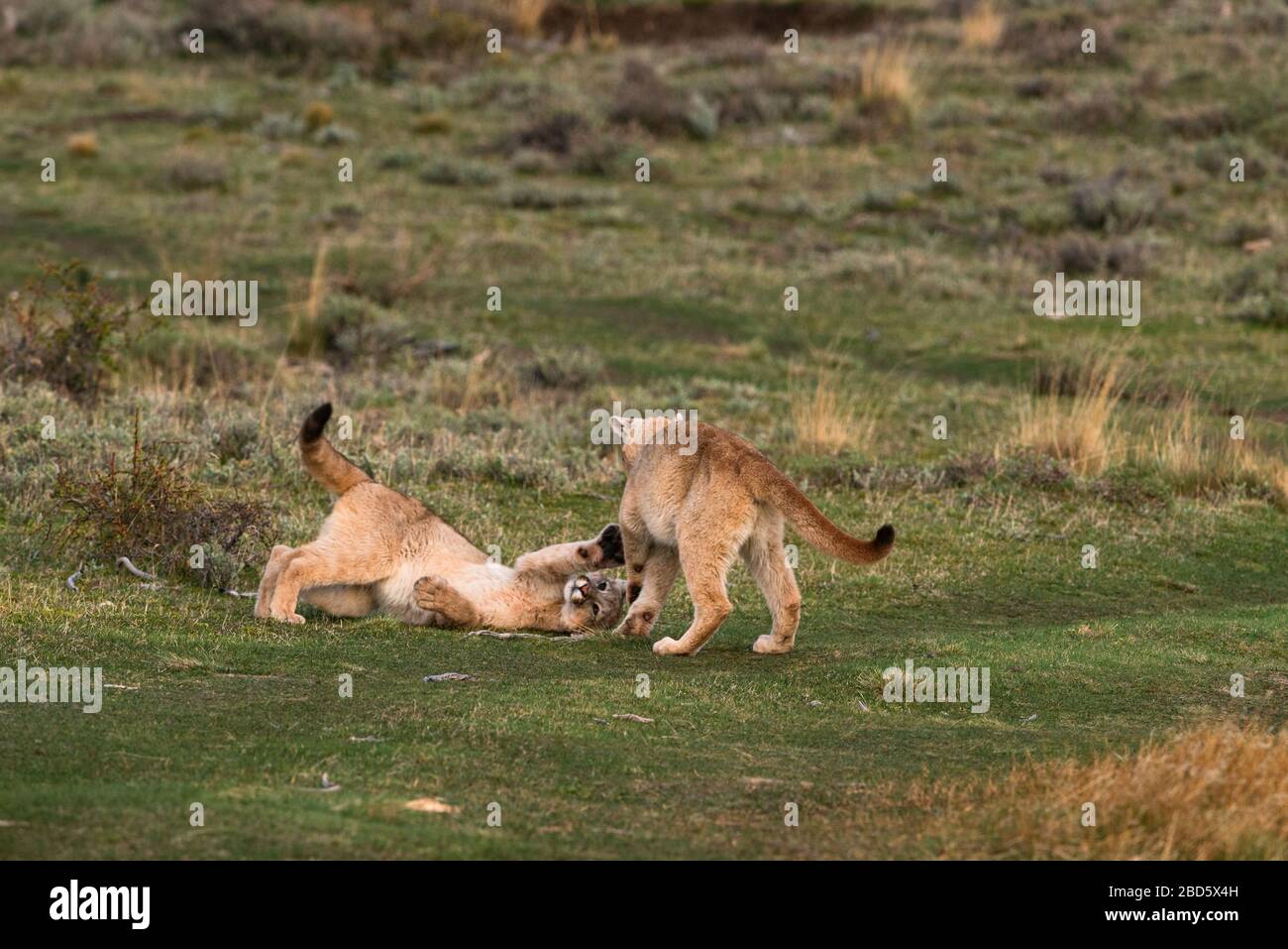 Puma cubs playing in Southern Chile Stock Photo