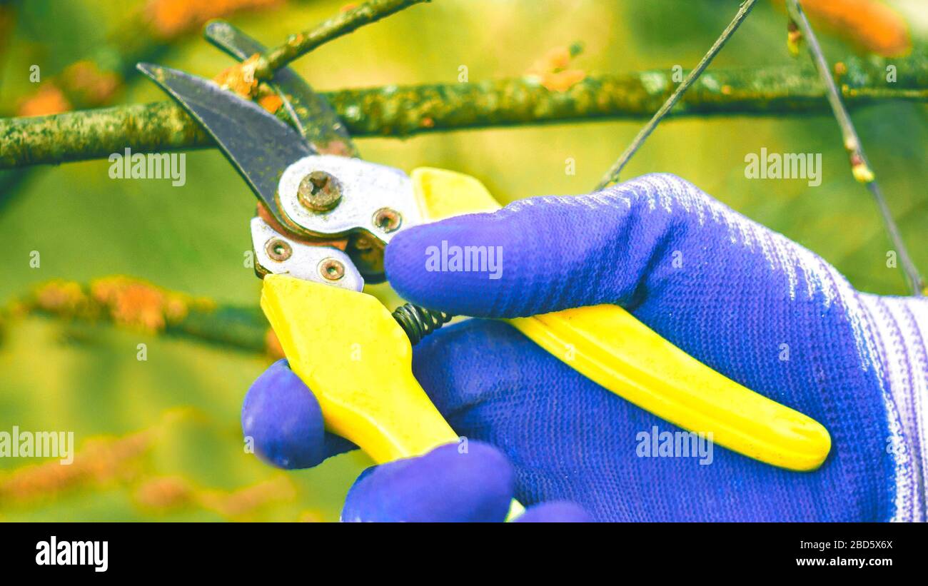 Old hand pruners hi-res stock photography and images - Alamy