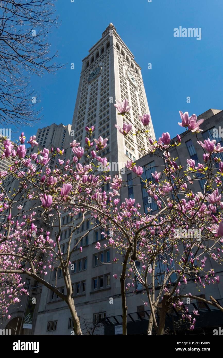 MetLife Tower with magnolia tree blossoms in the foreground, NYC, USA Stock Photo