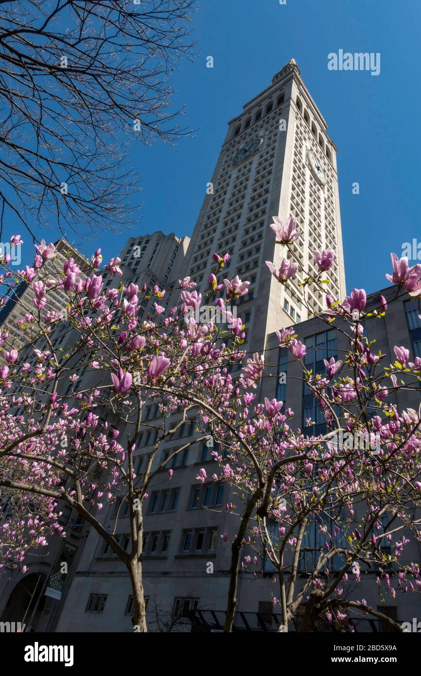 MetLife Tower with magnolia tree blossoms in the foreground, NYC, USA Stock Photo