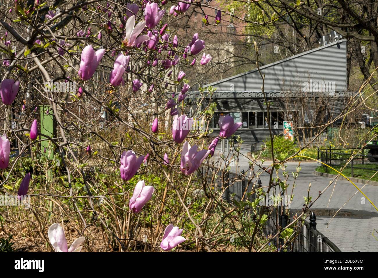 Madison Square Park with a springtime blooming magnolia tree and Shake Shack in the background, NYC, USA Stock Photo