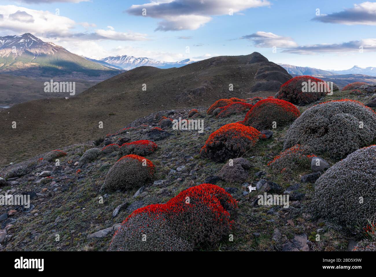 Anarthrophyllum desideratum flowers in mountain landscape near Torres del Paine National Park, Chile Stock Photo