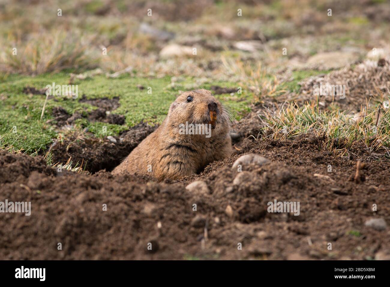 A Magellanic Tuco Tuco (Ctenomys magellanicus) just outside of its ground burrow in Tierra del Fuego Stock Photo