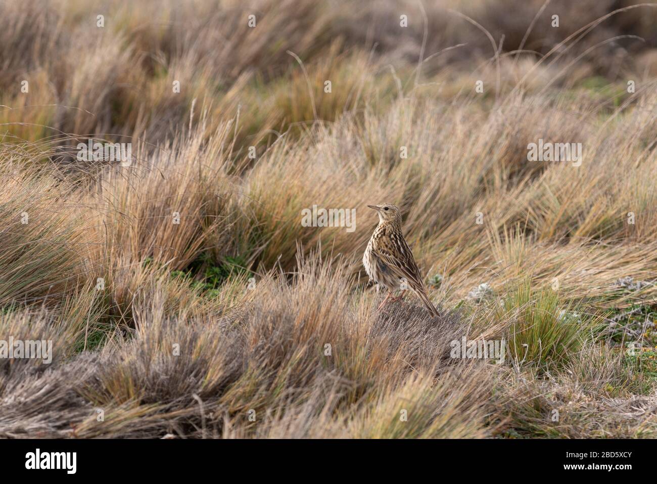 A Correndera Pipit (Anthus correndera) in a steppe of Tierra del Fuego, Chile Stock Photo