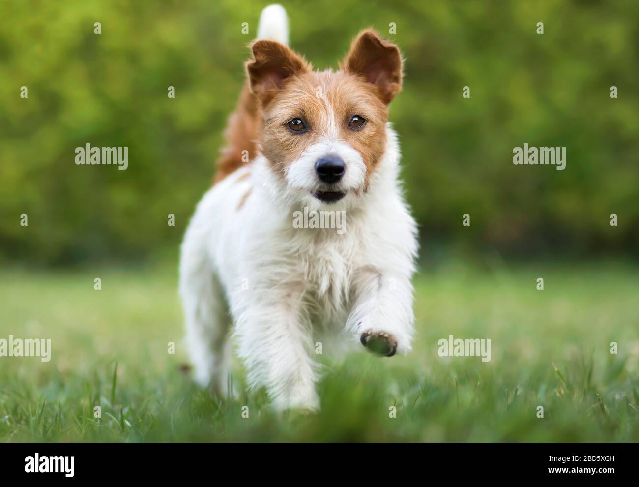 Pet training concept, obedient small dog walking in the grass Stock Photo