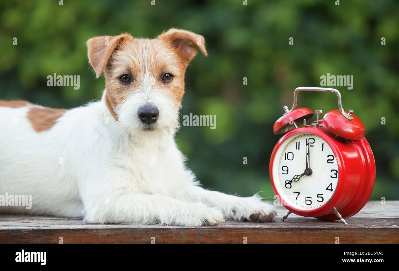 Daylight savings time, cute pet dog puppy looking with a red retro alarm clock, web banner Stock Photo