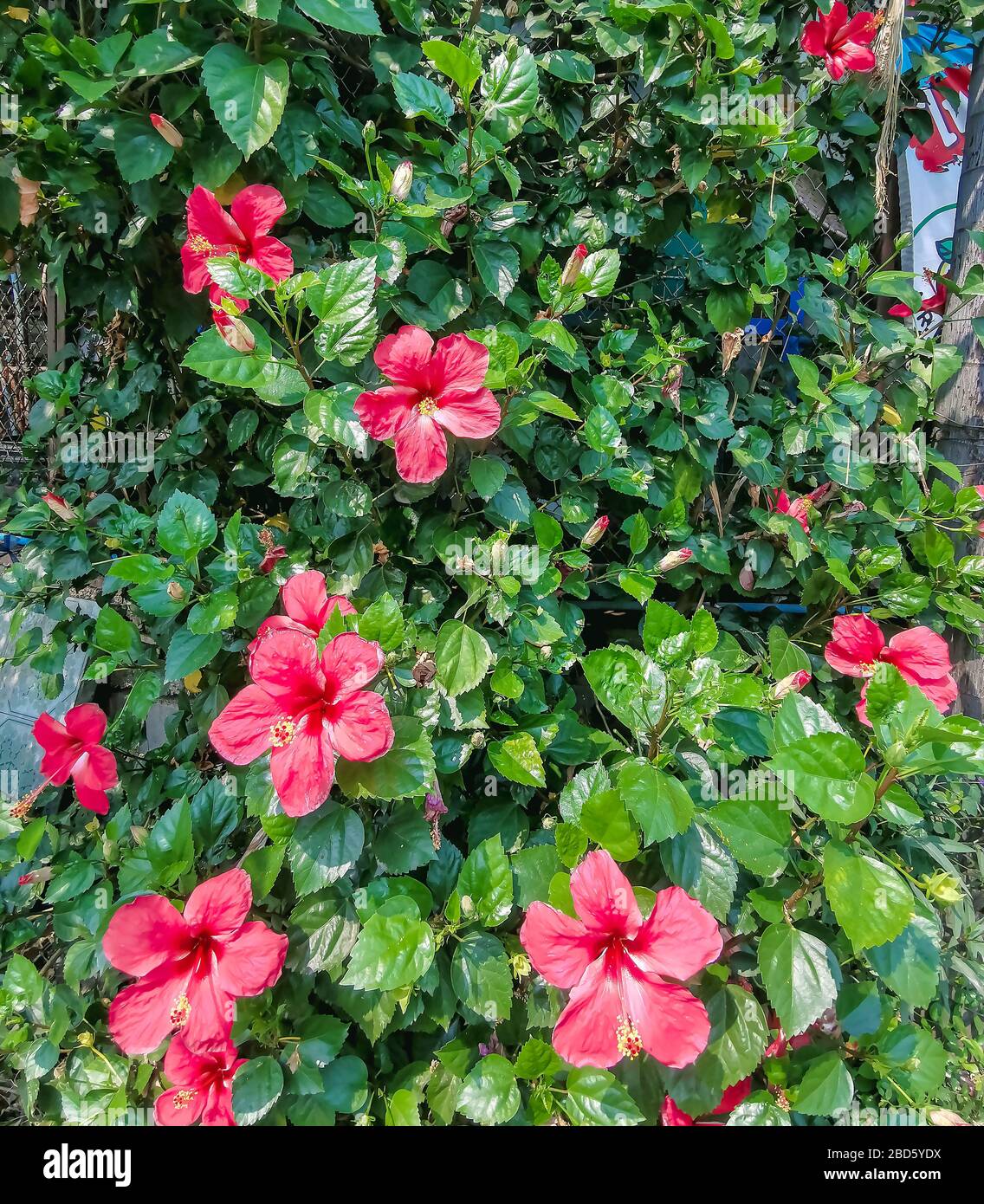 Beautiful shot hibiscus flowers hi-res stock photography and images - Alamy