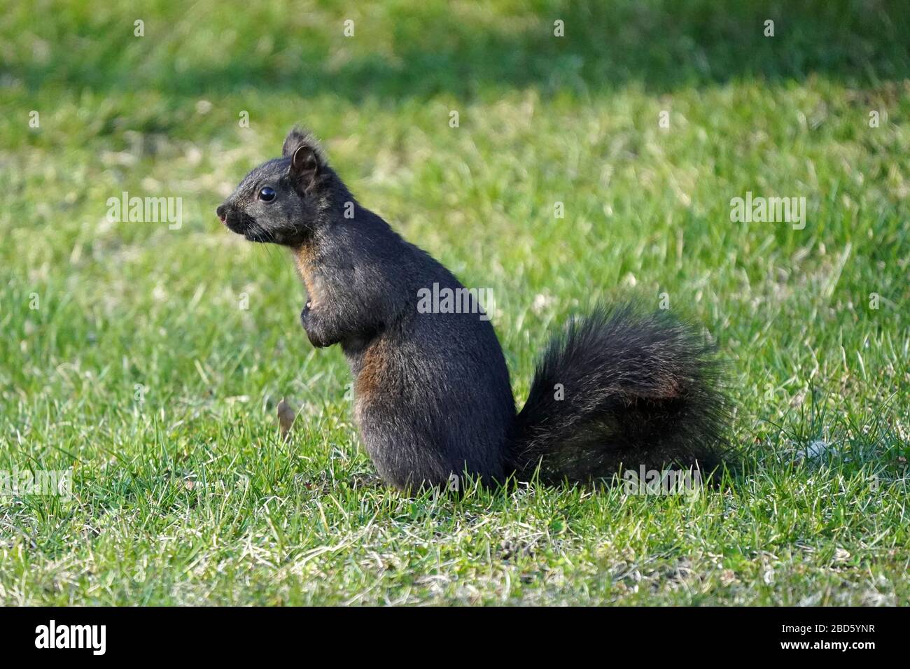 Rats in cuter outfits hires stock photography and images Alamy