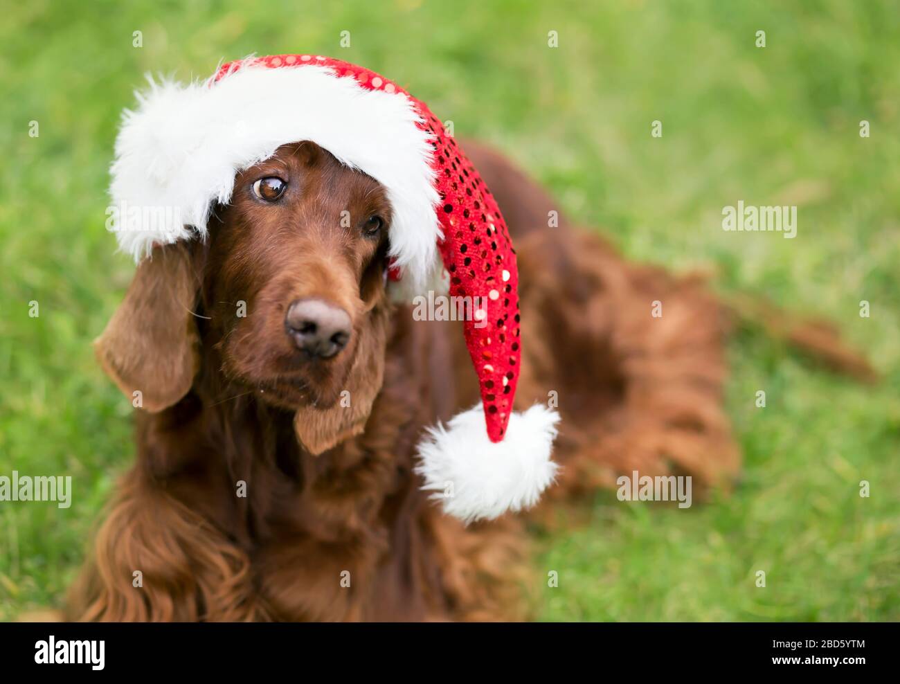 Funny christmas dog irish red hi-res stock photography and images - Alamy, image size:1300x988