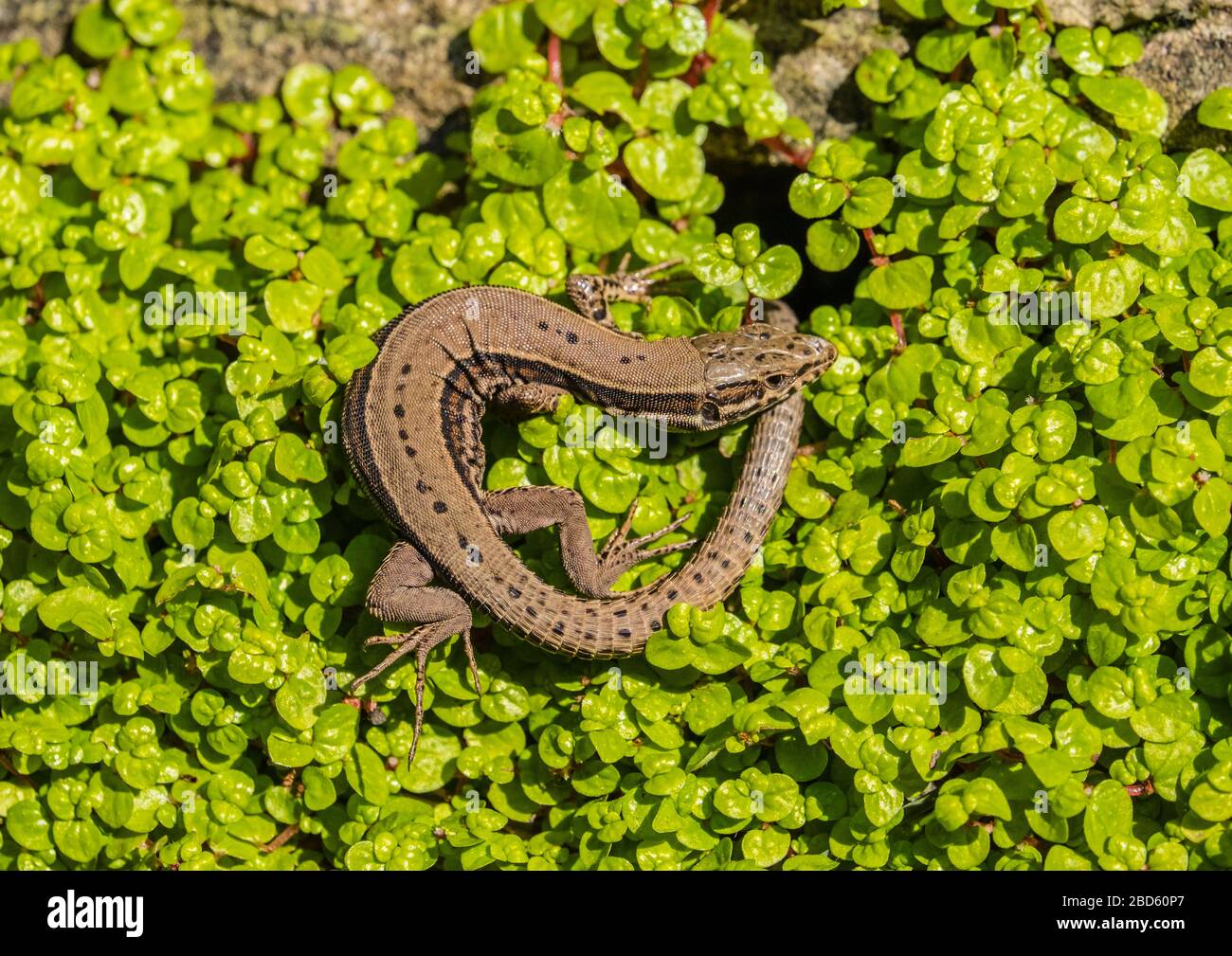 A Common Lizard (Zootoca vivpara) or 'viviparous lizard', lying on a bed of green leaves, basking in the sunshine, Stock Photo