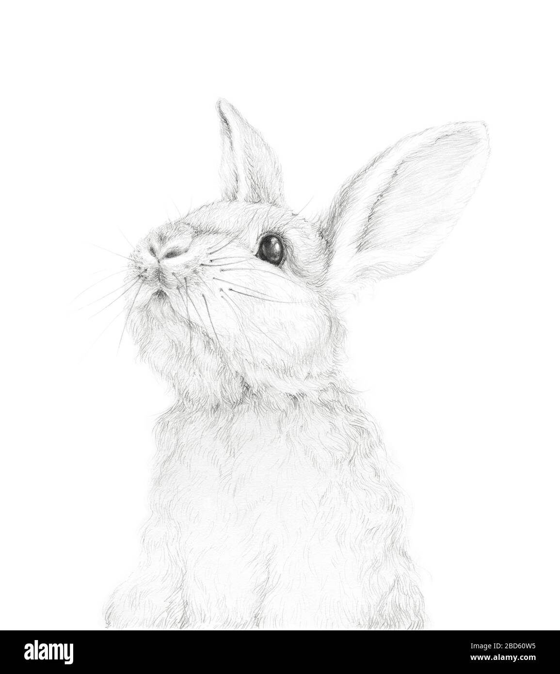 Atrocious sketch of a rabbit. (my first sketch) - sketchbook - Krita Artists