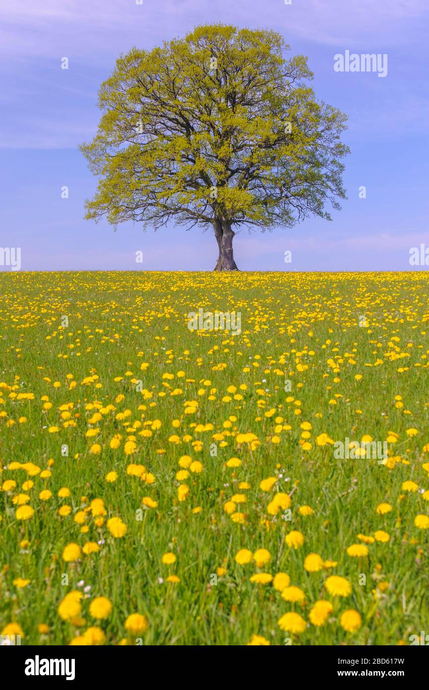 single big oak tree in field with perfect treetop Stock Photo - Alamy