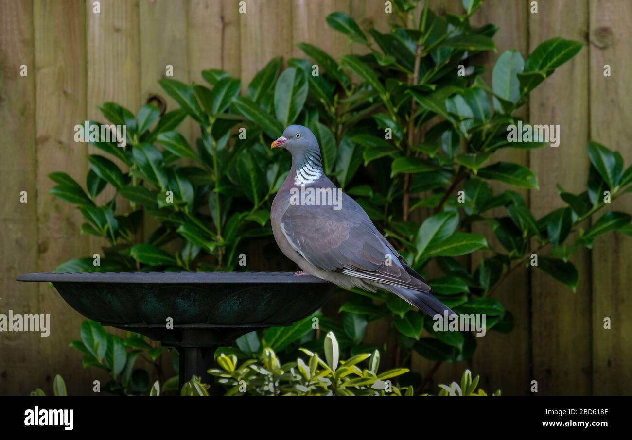 Wood Pigeon (Columba palumbus) perched on a garden birdbath, UK. Stock Photo