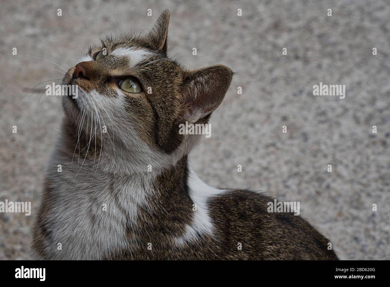 Cute stray cat girl with beautiful eyes, close up face kitten image Stock Photo