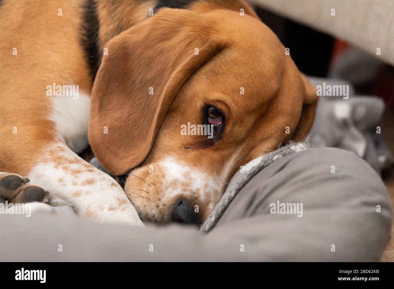 Cute sleepy beagle dog is having a nap on his pillow indoors Stock ...