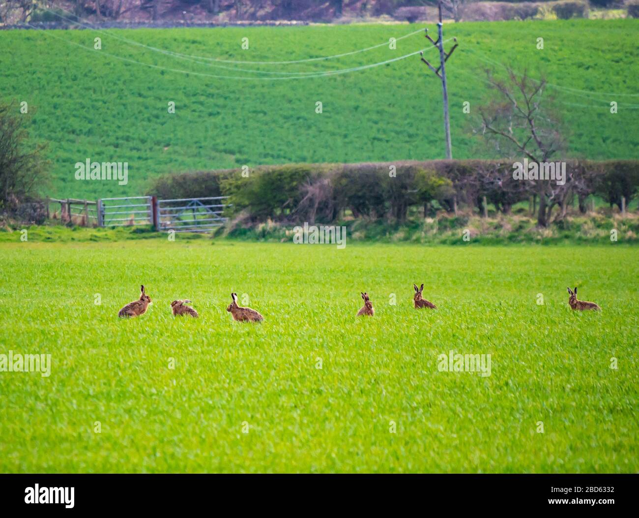 East Lothian, Scotland, UK. 7th Apr, 2020. UK Weather: Hares in Spring sunshine. A large numbers of hares spotted in a crop field resting and eating Stock Photo