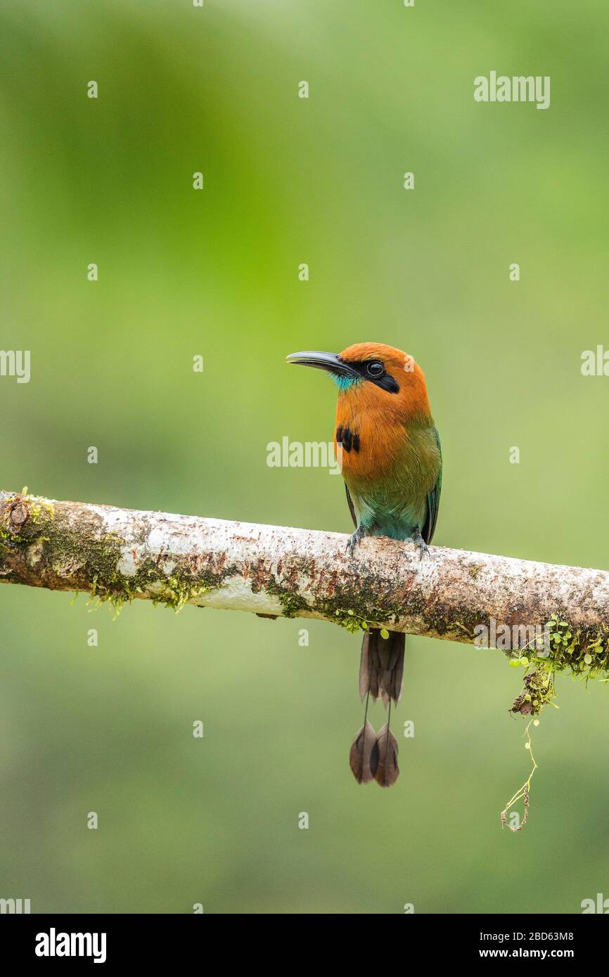 A Broad-billed Motmot (Electron platyrhynchum) perched on a branch in Costa Rica Stock Photo