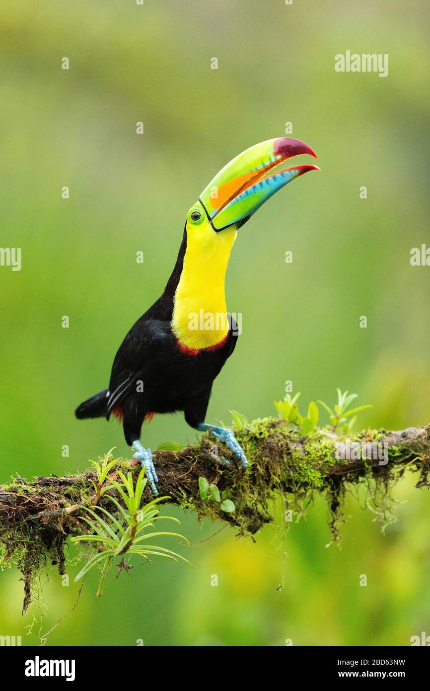 Keel-billed Toucan (Ramphastos sulfuratus) perched on a branch in Costa Rica Stock Photo