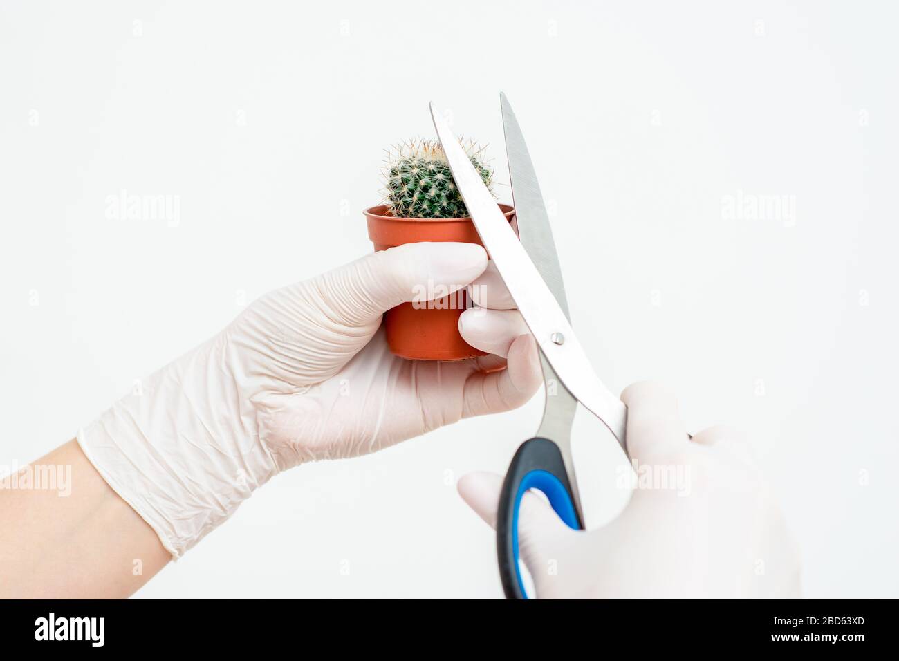Hands in white gloves of cosmetologist cutting needles of cactus in pot. Haircut of a cactus by a hairdresser or beautician. Concept of haircut and epilation. Stock Photo