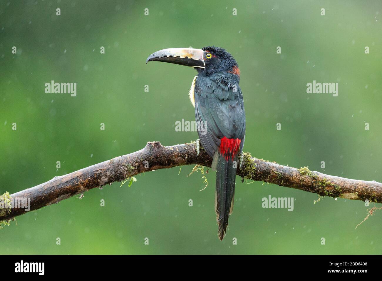 A Collared Aracari (Pteroglossus torquatus) perched on a branch in Costa Rica rainforest Stock Photo