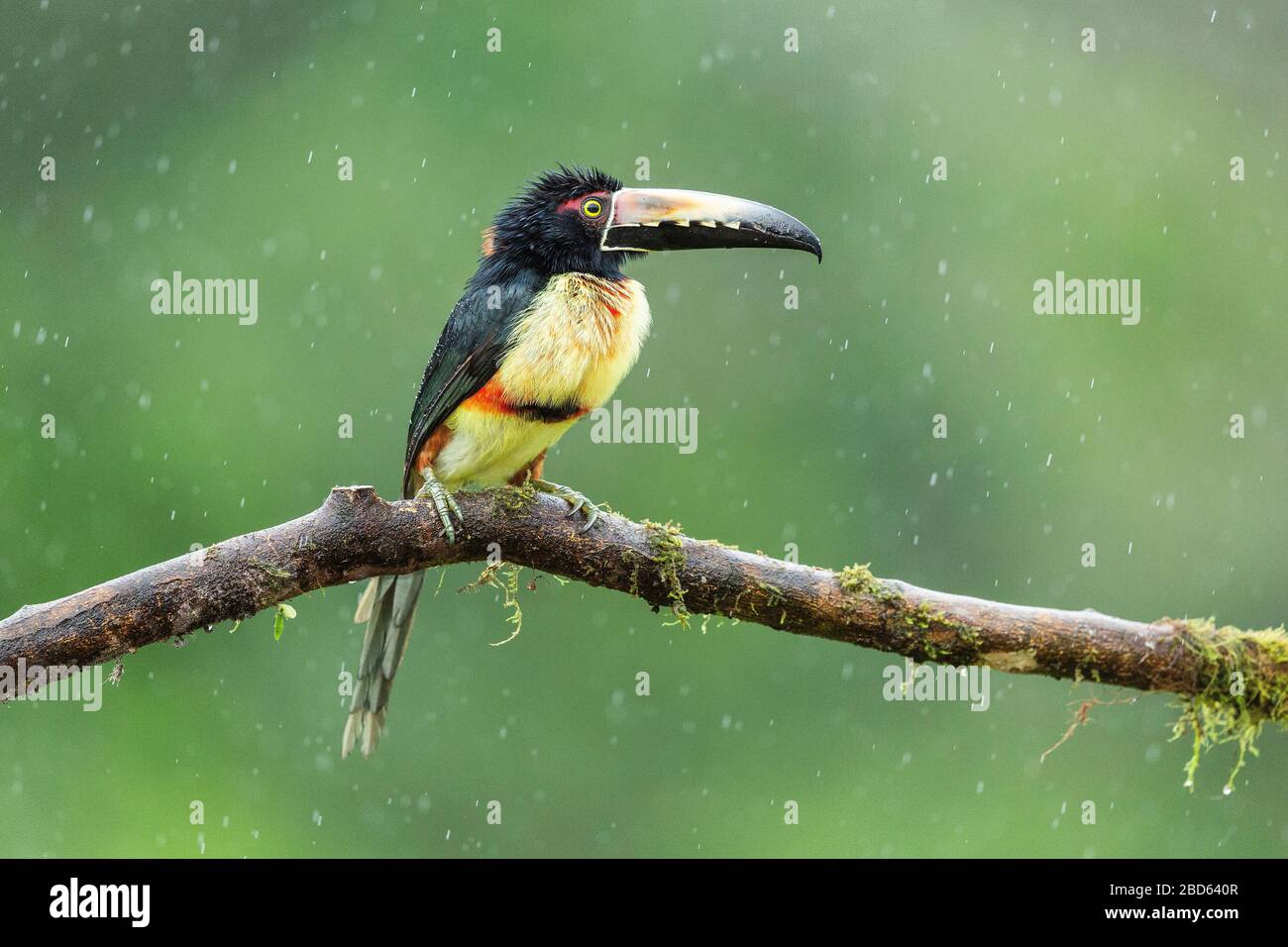 A Collared Aracari (Pteroglossus torquatus) perched on a branch in Costa Rica rainforest Stock Photo