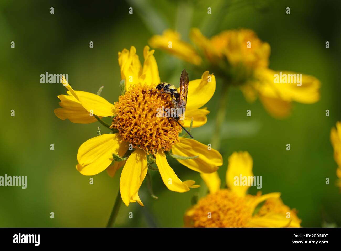 common wasp collecting yellow pollen on wild flower Stock Photo