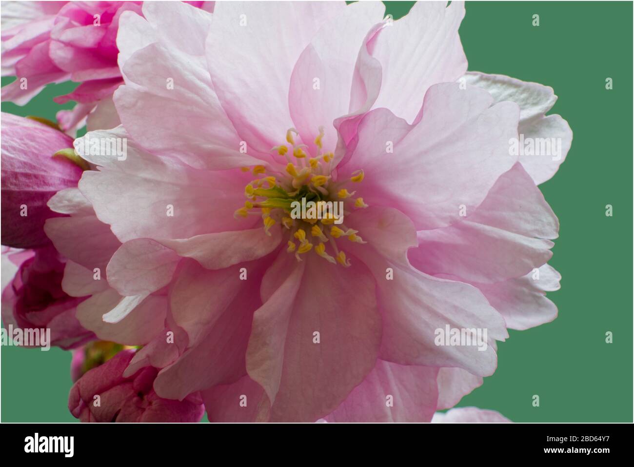 pink cherry blossom close up Stock Photo - Alamy