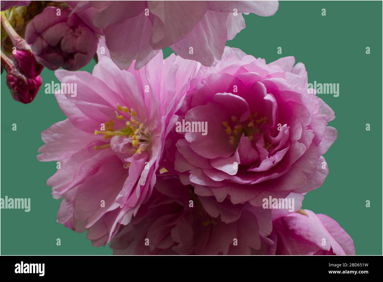 pink cherry blossom close up Stock Photo