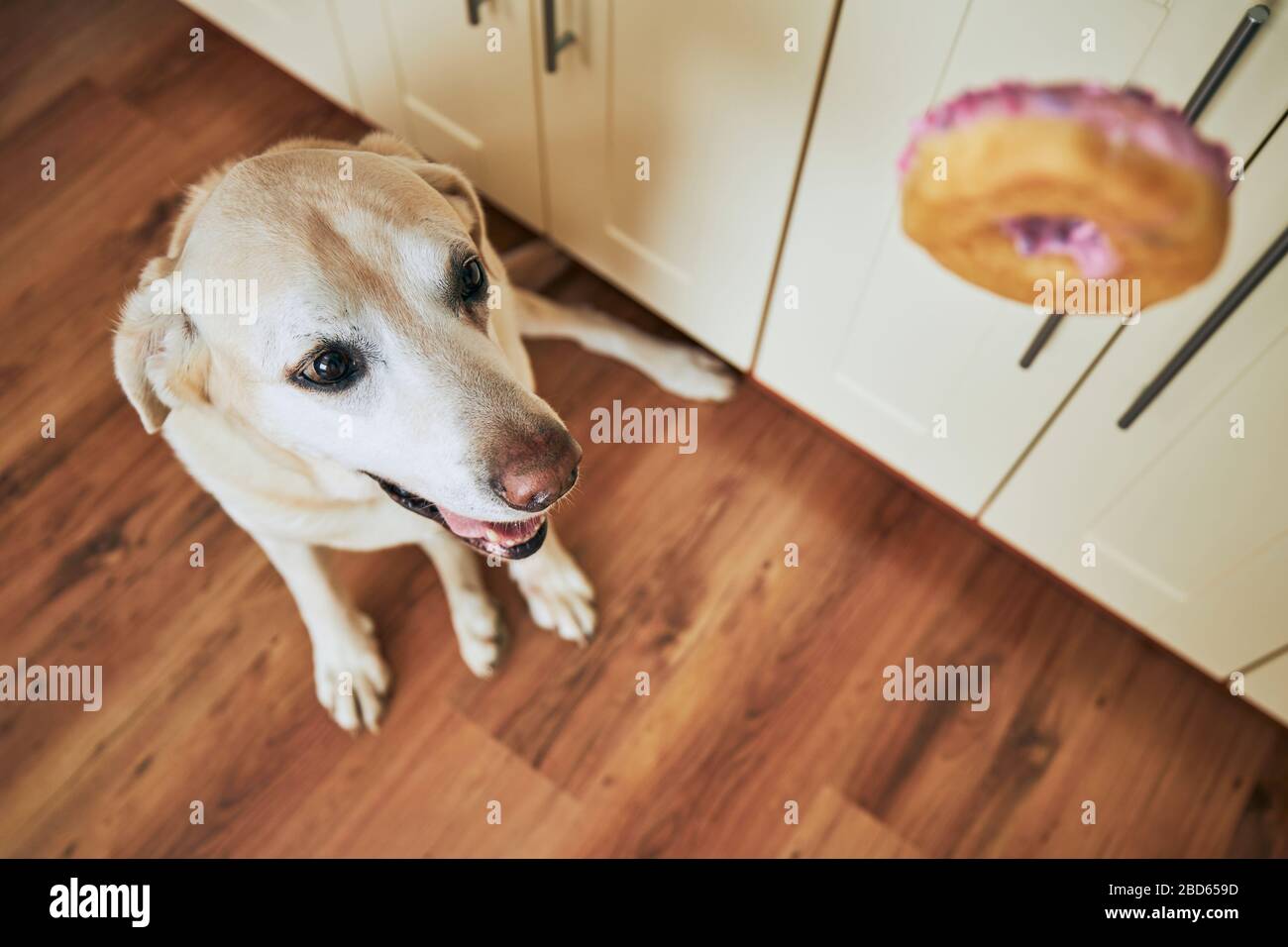 Happy dog (labrador retriever) looking on falling donut at home kitchen. Stock Photo