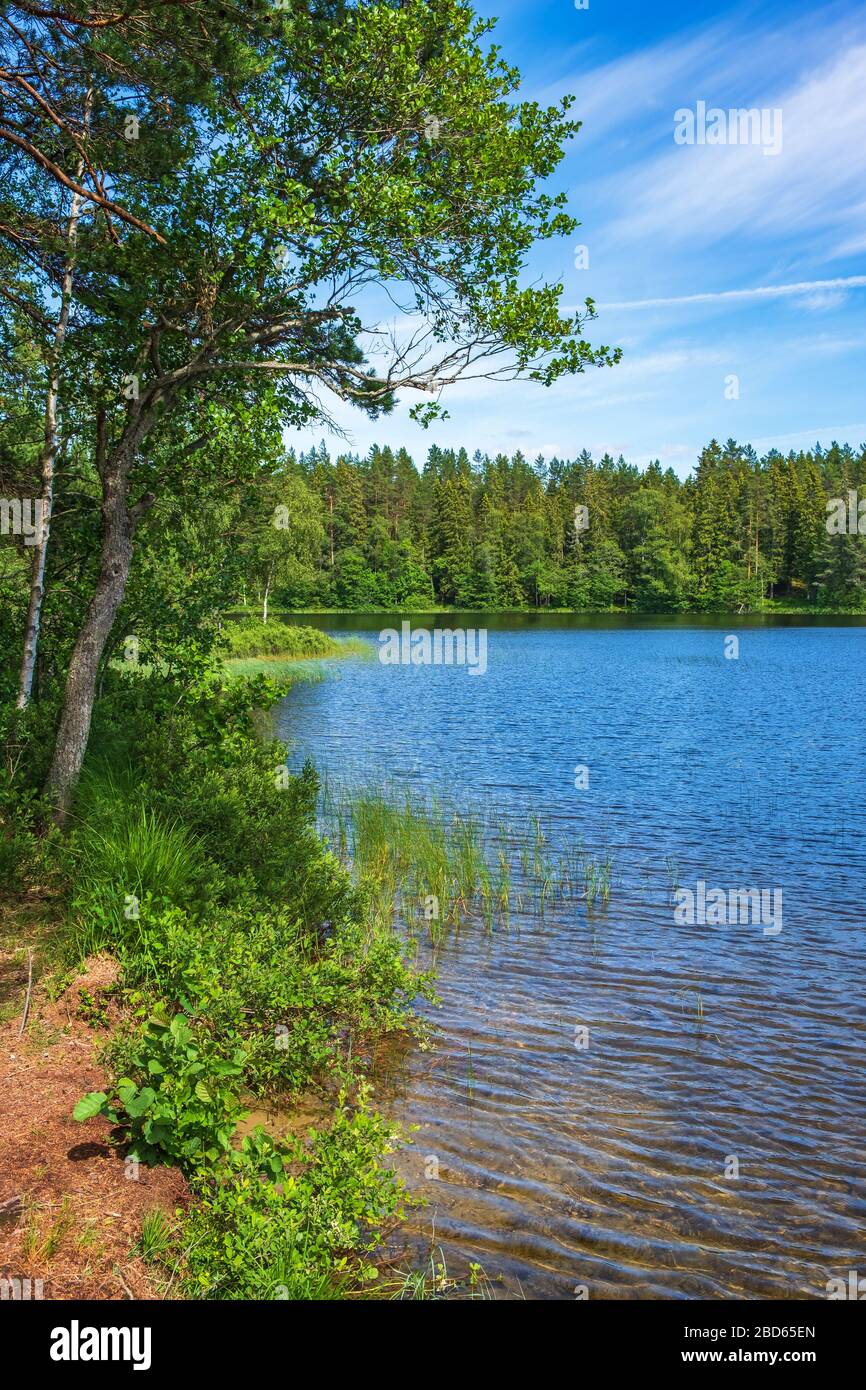 Coniferous forest edge hi-res stock photography and images - Alamy