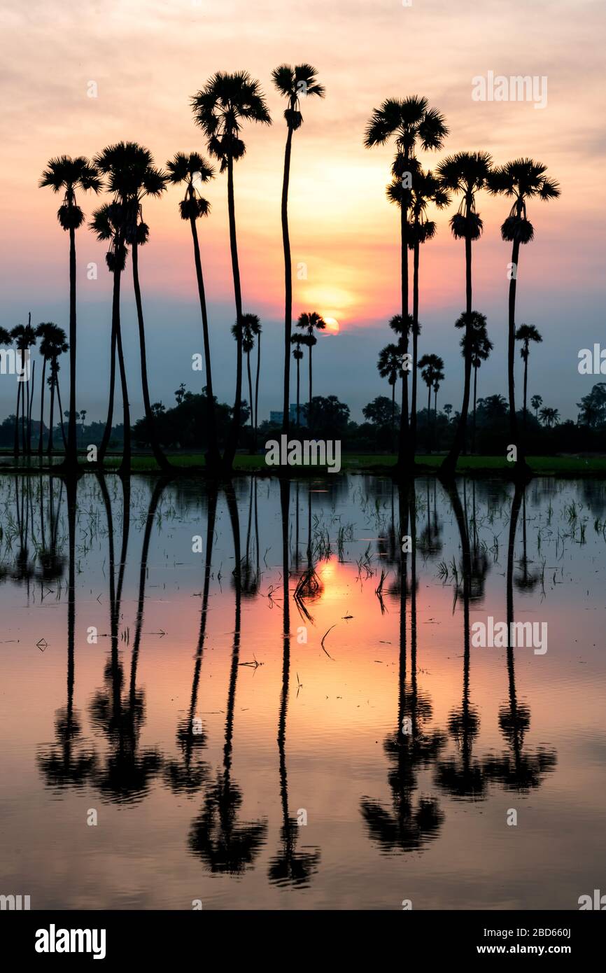 Pathum Thani Palm Tree Sunrise Stock Photo