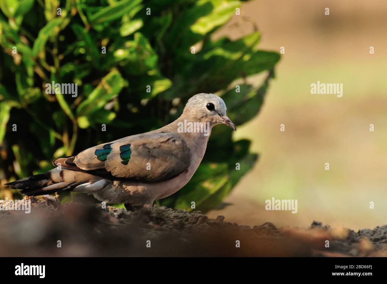 Emerald-spotted Wood-dove (Turtur chalcospilos) Stock Photo