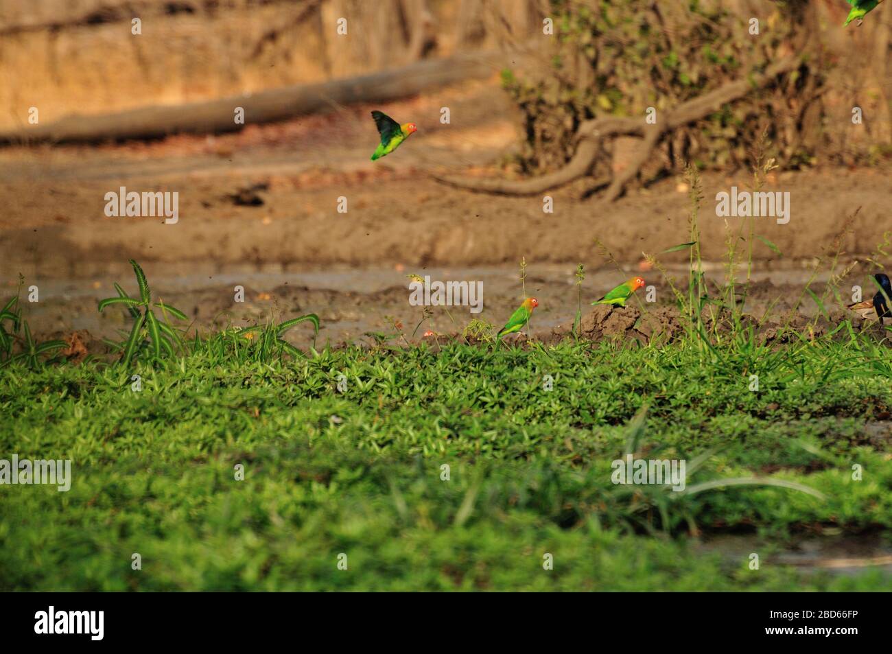 Wild Lilian's lovebirds at water hole in Africa Stock Photo