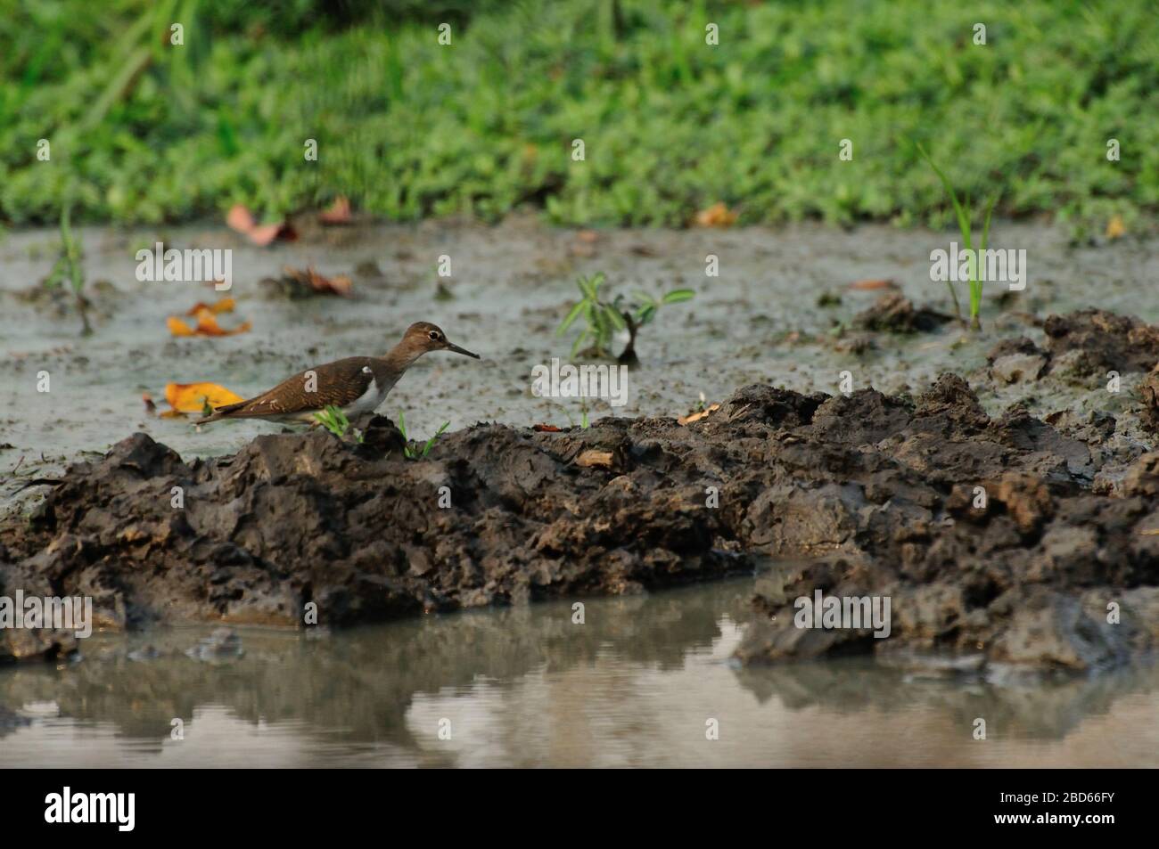 Common sandpiper in mud at pond Stock Photo