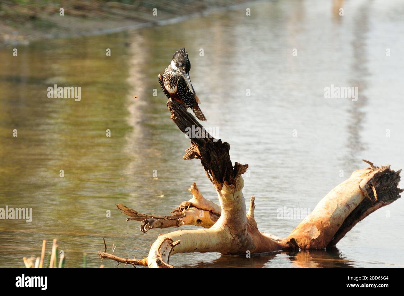 Giant Kingfisher perching on branch over river Stock Photo