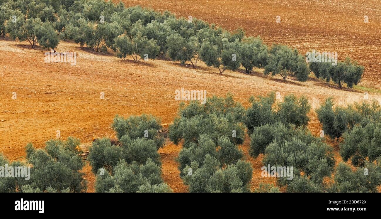 Olive trees, Malaga Province, Spain Stock Photo Alamy