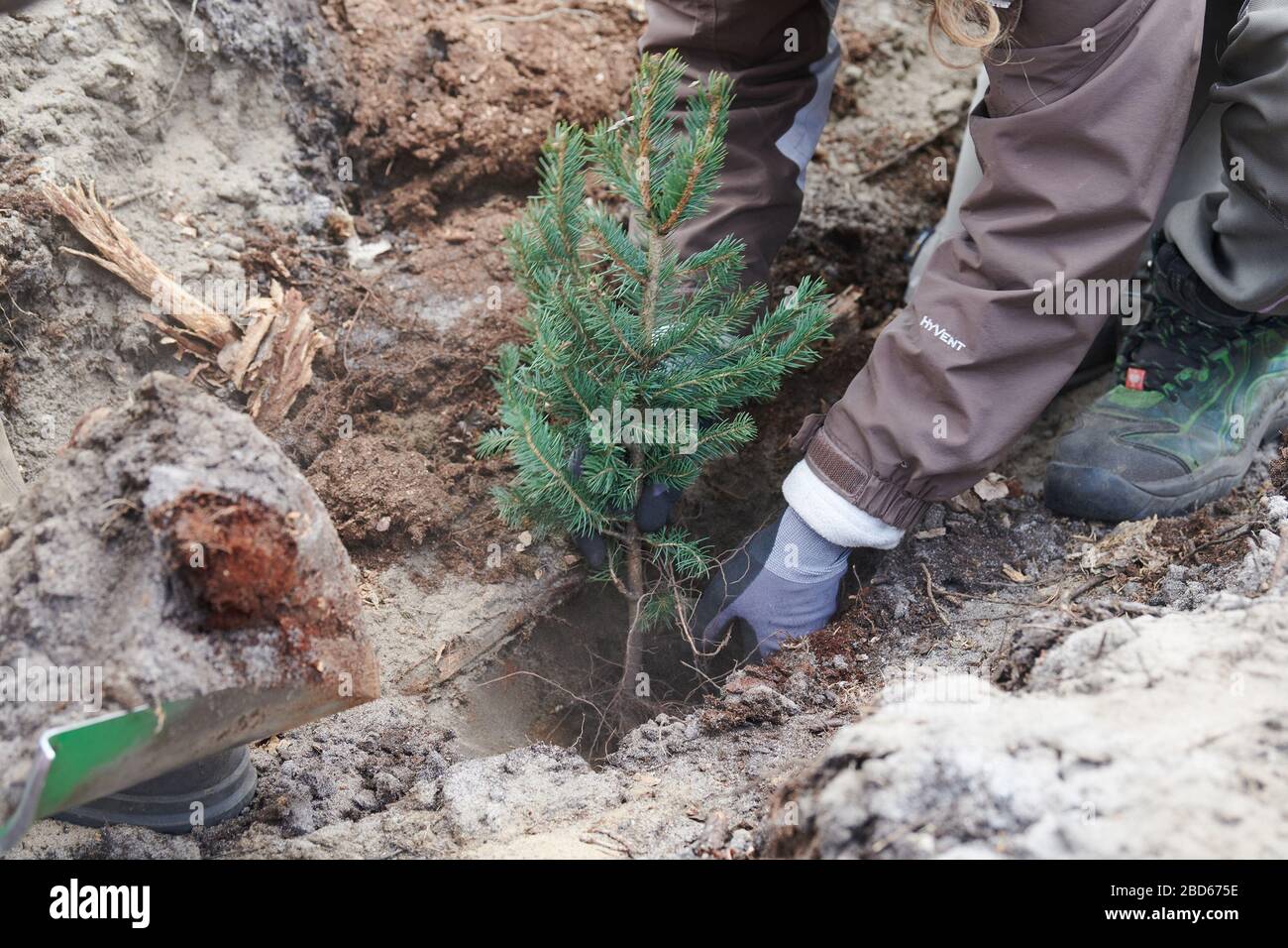 04 April 2020, Brandenburg, Märtensmühle: A woman is planting seedlings of blue spruce trees in a wooded area in Nuthe-Nieplitz between Beelitz and Trebbin. Hornbeams, winter lime trees, sycamore maple and English oak have already been planted. The climate protection project "Baumgutschein-Brandenburg" was initiated by M. Paulsen and G. Kleinlein. Photo: Annette Riedl/dpa-Zentralbild/ZB Stock Photo